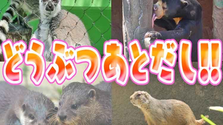 どうぶつあとだし！！